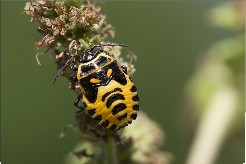 cimice gialla e nera